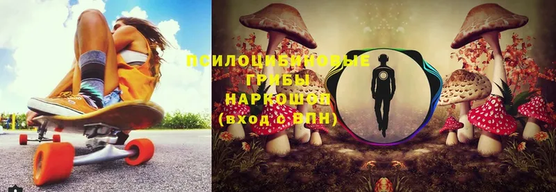 Псилоцибиновые грибы Cubensis  Пыталово 